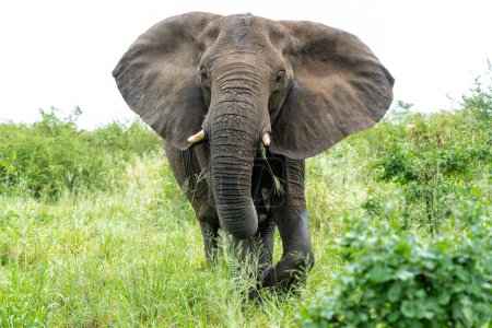 Elefante toro caminando en el Parque Nacional Kruger en Sudáfrica
