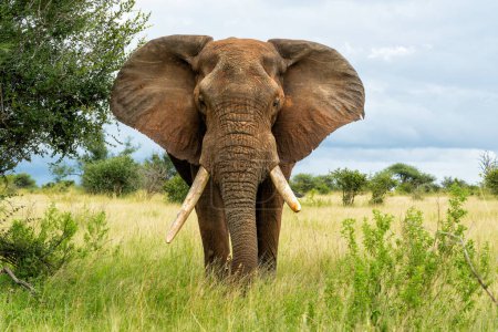 Photo for Elephant bull walking in the Kruger National Park in South Africa - Royalty Free Image