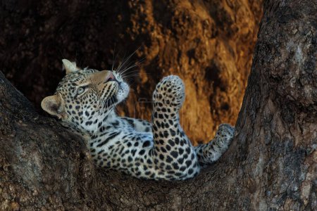 Leopardo (Panthera Pardus) descansando en un árbol de Mashatu por la tarde en la Reserva de Caza de Mashatu en el Bloque Tuli en Botswana