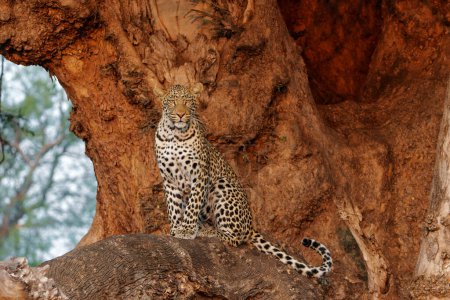 Leopardo (Panthera Pardus) descansando en un árbol de Mashatu por la tarde en la Reserva de Caza de Mashatu en el Bloque Tuli en Botswana