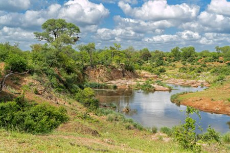 Paysage dans la partie nord du parc national Kruger en Afrique du Sud pendant la saison verte