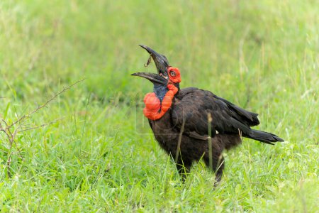 Südlicher Erdhornvogel (Bucorvus leadbeateri, früher bekannt als Bucorvus cafer) auf Nahrungssuche und Beutefang im Kruger Nationalpark in der grünen Jahreszeit in Südafrika
