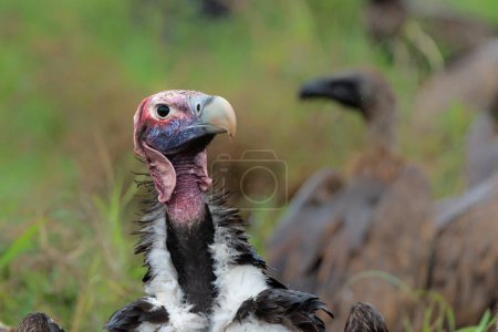 Portrait d'un vautour à face de lappet ou vautour nubien (Torgos tracheliotos) dominant entre d'autres vautours dans le parc national Kruger en Afrique du Sud