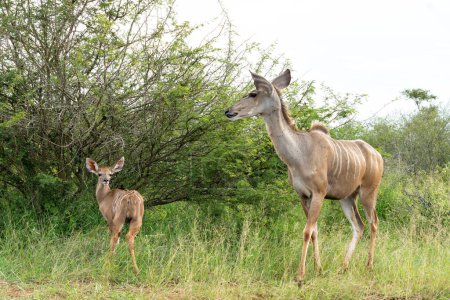 Mother and a small baby Greater Kudu (Tragelaphus strepsiceros) walking around in the Kruger National Park in South Africa