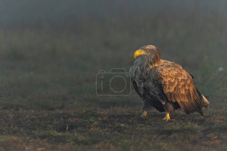 Photo for White tailed eagles (Haliaeetus albicilla) searching for food in the early morning on a field in the forest in Poland. - Royalty Free Image