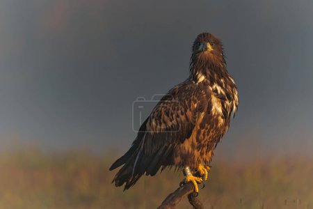 White tailed eagles (Haliaeetus albicilla) searching for food in the early morning on a field in the forest in Poland.