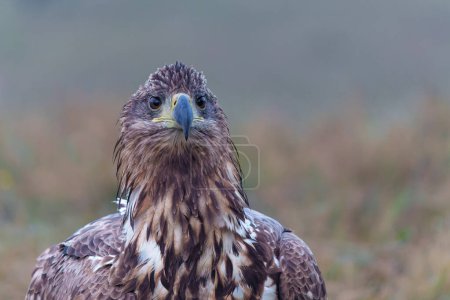 Photo for White tailed eagles (Haliaeetus albicilla) searching for food in the early morning on a field in the forest in Poland. - Royalty Free Image