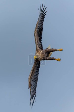 Foto de Águila de cola blanca (Haliaeetus albicilla), también conocida como águila de mar eurasiática y águila de mar de cola blanca. El águila vuela para capturar un pez en el delta del río Oder en Polonia, Europa. - Imagen libre de derechos