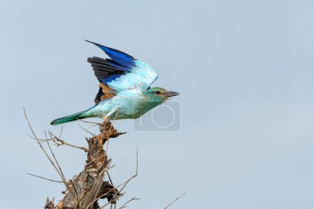 European Roller volando lejos de la cima de un arbusto en el Parque Nacional Kruger en Sudáfrica
