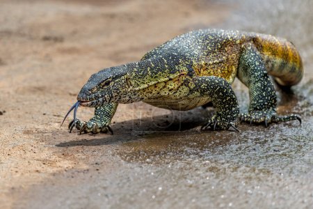 Lézard moniteur d'eau (Varanus niloticus) ou lézard moniteur du Nil à la recherche de nourriture dans le parc national Hluhluwe en Afrique du Sud