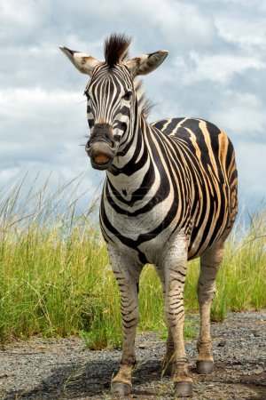 Zebras stehen im Hluhluwe Imfolozi Wildreservat bei bewölktem Himmel in der grünen Jahreszeit in Kwa Zulu Natal in Südafrika
