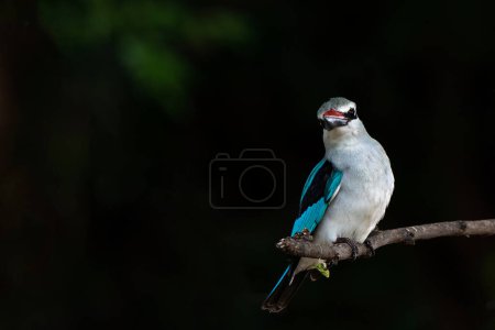Woodland Kingfisher (Halcyon senegalensis) sitting on a branch in Mashatu Game Reserve in the Tuli Block in Botswana