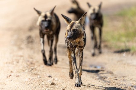 African Wild Dog searching for food, in the Kruger National Park near Ranosterkoppies in South Africa