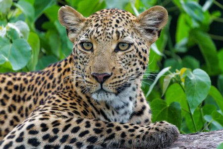 Téléchargez les photos : Femme léopard en saison verte. Elle cherchait des proies dans le delta de l'Okavango au Botswana. - en image libre de droit