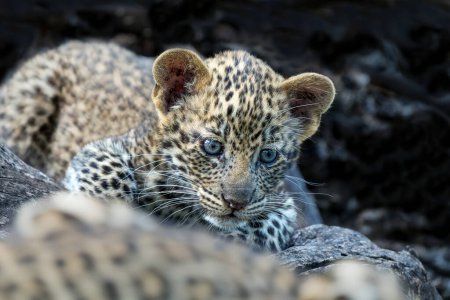 Niedliches Leopardenjunges. Dieses Leopardenbaby (Panthera pardus) kommt aus der Höhle, als seine Mutter ankommt - in einem Wildreservat im Tuli Block in Botswana