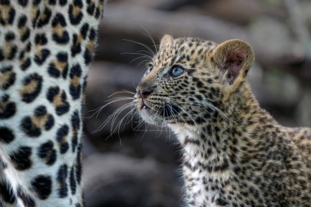 Lindo cachorro de leopardo. Este cachorro de leopardo (Panthera pardus) está saliendo de la guarida cuando llega su madre - en una Reserva de Caza en el Bloque Tuli en Botswana