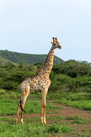 Giraffe walking in Mkuze Falls Game Reserve in Kwa Zulu Natal close to Mkuze in South Africa