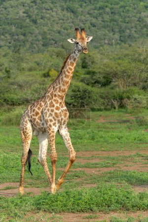 Téléchargez les photos : Girafe marche dans la réserve de chasse de Mkuze Falls à Kwa Zulu Natal près de Mkuze en Afrique du Sud - en image libre de droit