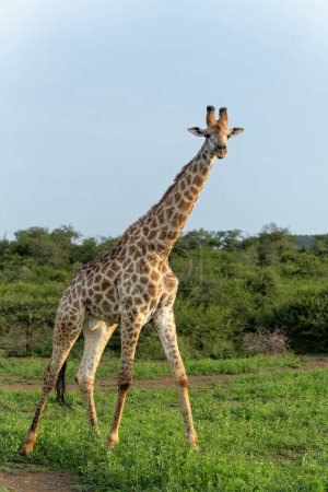 Téléchargez les photos : Girafe marche dans la réserve de chasse de Mkuze Falls à Kwa Zulu Natal près de Mkuze en Afrique du Sud - en image libre de droit