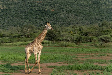 Giraffe walking in Mkuze Falls Game Reserve in Kwa Zulu Natal close to Mkuze in South Africa