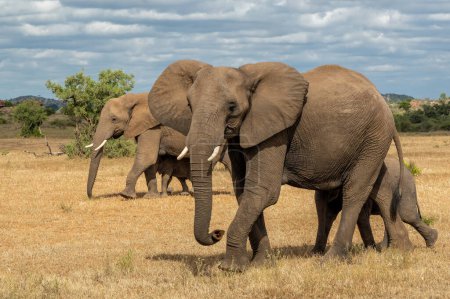 Troupeau d'éléphants marchant dans la saison verte dans la réserve de chasse Mashatu dans le bloc Tuli au Botswana.