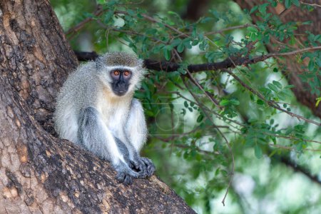 Photo for Vervet monkey (Chlorocebus pygerythrus) sitting in a tree in Kruger National Park in South Africa - Royalty Free Image