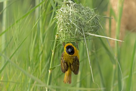 Photo for Lesser Masked Weaver (Ploceus intermedius) male building a nest and trying to impress a female in Kruger National Park in South Africa - Royalty Free Image