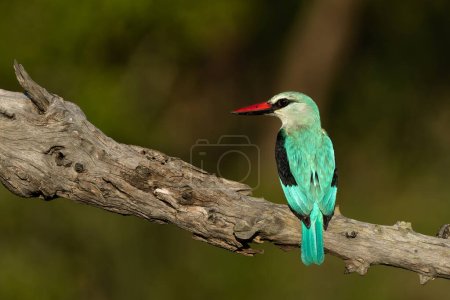 Woodland Kingfisher (Halcyon senegalensis) sitting on a branch in the late afternoon with warm light in Manyeleti Game Reserve in the Greater Kruger Region in South Africa