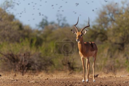 Impala approche pour boire dans un trou d'eau dans la réserve de Mashatu dans le bloc Tuli au Botswana