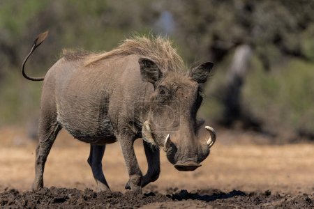 Warzenschwein (Phacochoerus africanus), ein wildes Mitglied der Schweinefamilie, geht auf einen Drink und nimmt ein Schlammbad in einem Wasserloch im Mashatu Wildreservat im Tuli Block in Botswana