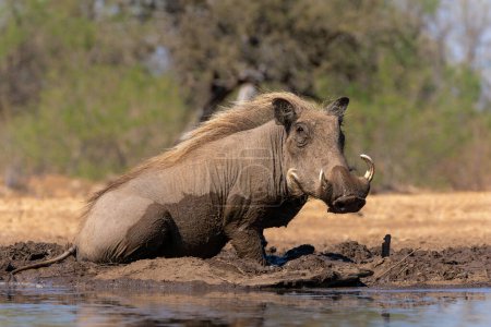 warthog común (Phacochoerus africanus), un miembro salvaje de la familia de cerdos, que va a tomar una copa y para tomar un baño de lodo en un pozo de agua en la reserva de caza de Mashatu en el Bloque Tuli en Botswana