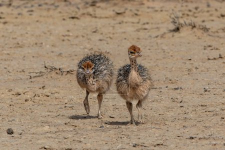 Photo for Ostrich (Struthio camelus) family with chicks searching for food in the Kgalagadi Transfrontier Park in the red sand dunes of the Kalahari Desert in South Africa - Royalty Free Image