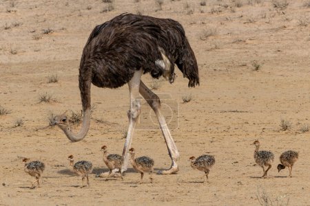Ostrich (Struthio camelus) family with chicks searching for food in the Kgalagadi Transfrontier Park in the red sand dunes of the Kalahari Desert in South Africa