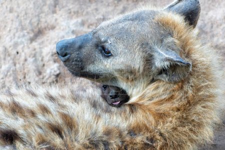 Hyena puppy with mother. Affection between a small Baby hyena and her mother at the hyena den in the early morning in Sabi Sands Game Reserve in the Greater Kruger Region in South Africa