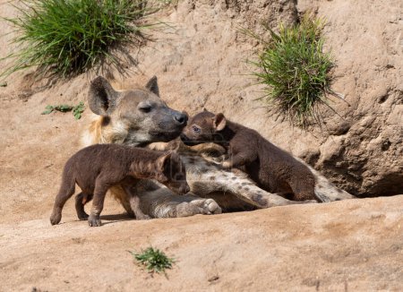 Hiena cachorro con madre. Afecto entre una pequeña hiena bebé y su madre en la guarida de hiena en la madrugada en Sabi Sands Game Reserve en la región del Gran Kruger en Sudáfrica