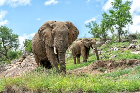Elefanten auf den Felsen. Diese Elefantenbullen befinden sich an einem sehr felsigen Ort im Kruger-Nationalpark und klettern nach einem Drink auf die Felsen eines Hügels.
