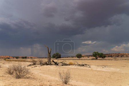 Tormenta en el Kalahari. Grandes nubes de una fuerte lluvia sobre el hermoso paisaje del Parque Transfronterizo de Kgalagadi en el parque norte del parque en el lecho del río Nossob.