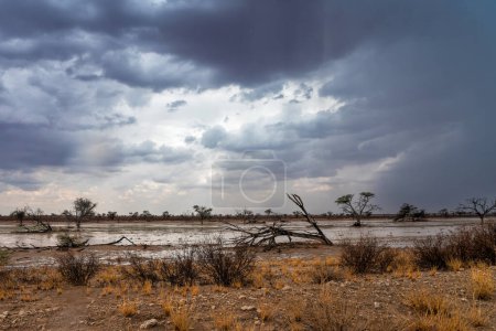Tormenta en el Kalahari. Grandes nubes de una fuerte lluvia sobre el hermoso paisaje del Parque Transfronterizo de Kgalagadi en el parque norte del parque en el lecho del río Nossob.