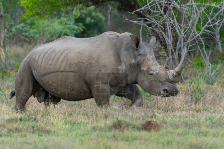 Téléchargez les photos : Rhinocéros blanc, rhinocéros blanc ou rhinocéros à lèvres carrées (Ceratotherium simum) dans les plaines d'une réserve de chasse de la région de Waterberg en Afrique du Sud - en image libre de droit