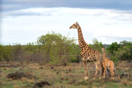 Téléchargez les photos : Girafe mère et bébé marchant dans une réserve de chasse dans la région de Waterberg en Afrique du Sud - en image libre de droit