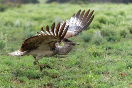 Kori Bustard (Ardeotis kori) in courtship walking on the plains of Pilanesberg National Park in South Africa