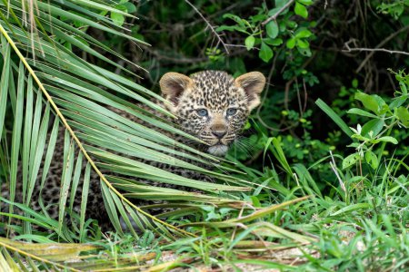 Leopardenjunges in Bewegung. Dieses sehr junge Leopardenbaby folgte seiner Mutter vorsichtig und unbequem im Sabi Sands Game Reserve im Großraum Krüger in Südafrika.