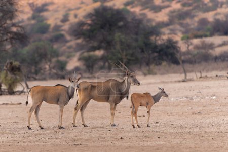 Foto de Eland común, también conocido como eland meridional o eland antílope (Taurotragus oryx) sobresaltado por un león en un pozo de agua en el Parque Transfronterizo de Kgalagadi en Sudáfrica. - Imagen libre de derechos