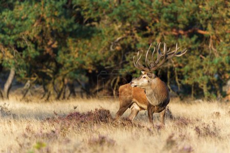 Photo for Red deer (Cervus elaphus) stag showing dominant behaviour in the rutting season on a heath field in the forest of National Park Hoge Veluwe in the Netherlands - Royalty Free Image