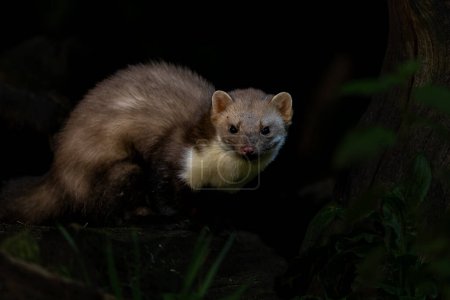 Photo for Beech marten (Martes foina), also known as the stone marten, house marten or white breasted marten, searching for food in the forest of Drenthe in the Netherlands - Royalty Free Image