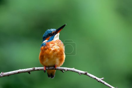 Photo for Common European Kingfisher (Alcedo atthis) sitting on a branch above a pool to catch a fish in the forest in the Netherlands with a green background - Royalty Free Image