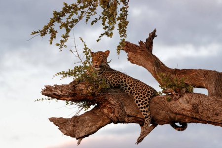 Téléchargez les photos : Léopard (Panthera Pardus) se reposant dans un Mashatu en fin d'après-midi dans la réserve de chasse de Mashatu dans le bloc Tuli au Botswana - en image libre de droit