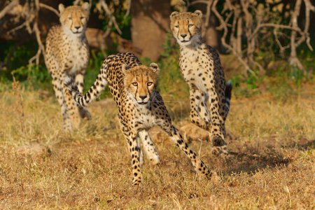 Cheetah (Acinonyx jubatus) sub adult walking, climbing and playing in the late afternoon in Mashatu Game Reserve in the Tuli Block in Botswana                            