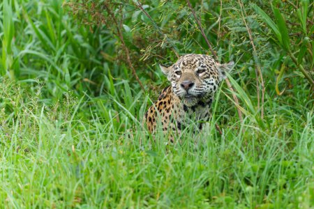 Jaguar (Panthera onca) chasse le long de la rive du Pantanal Nord à Mata Grosso au Brésil