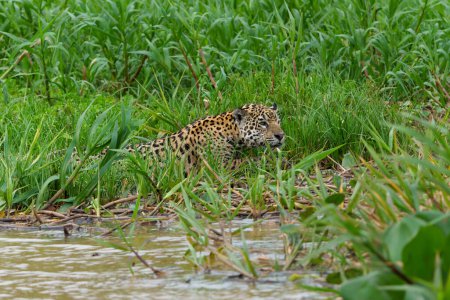 Jaguar (Panthera onca) caza a lo largo de la orilla del río en el Pantanal Norte en Mata Grosso en Brasil